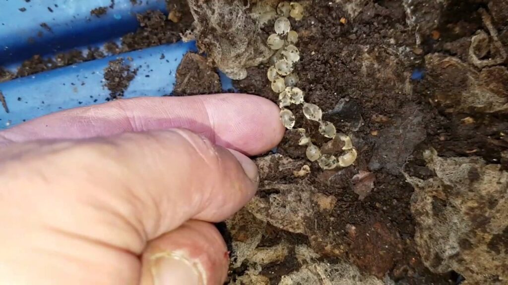 Slug eggs in soil