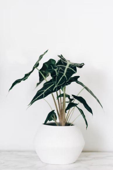 How to care for Alocasia polly