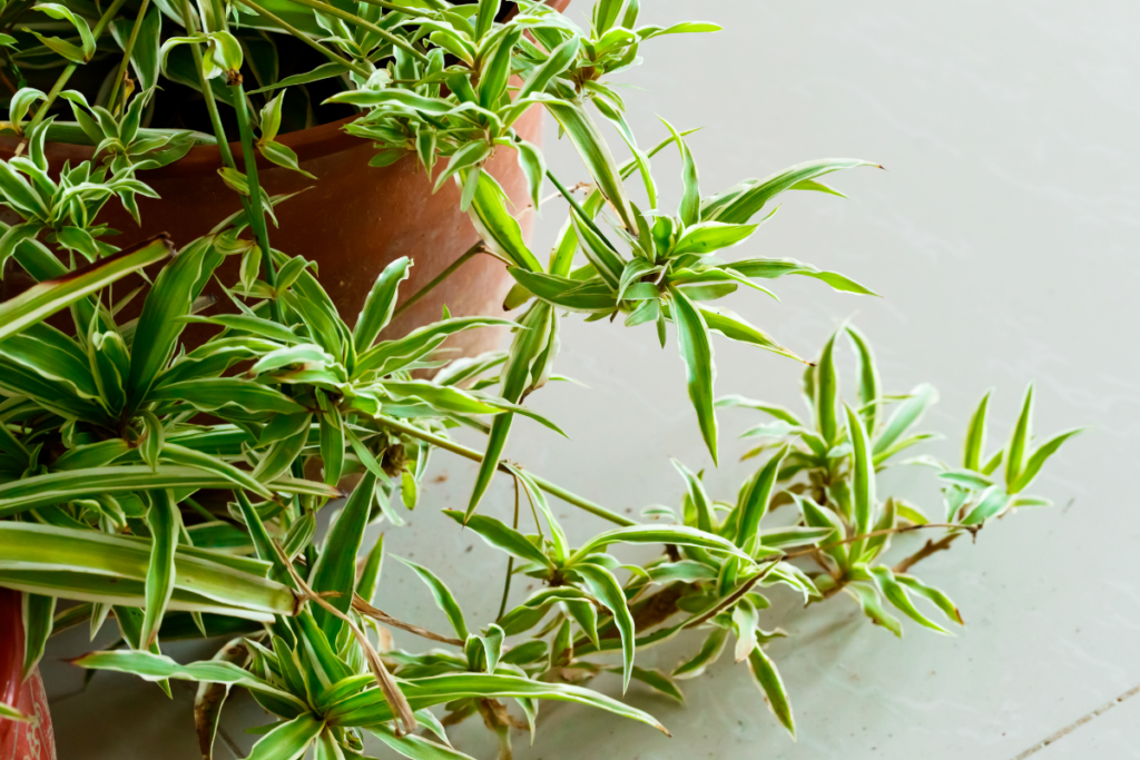 how to care for spider plant