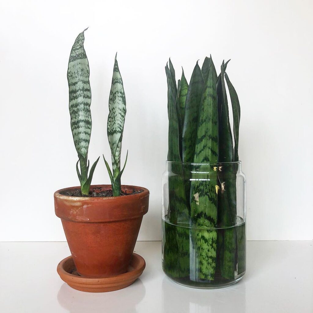 Propagation of types of sansevieria