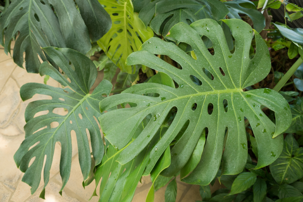Pruning - how to care for monstera