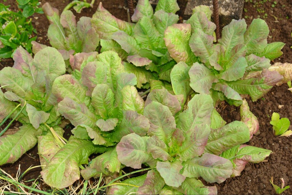 Purple leaves - plant nutrients deficiency