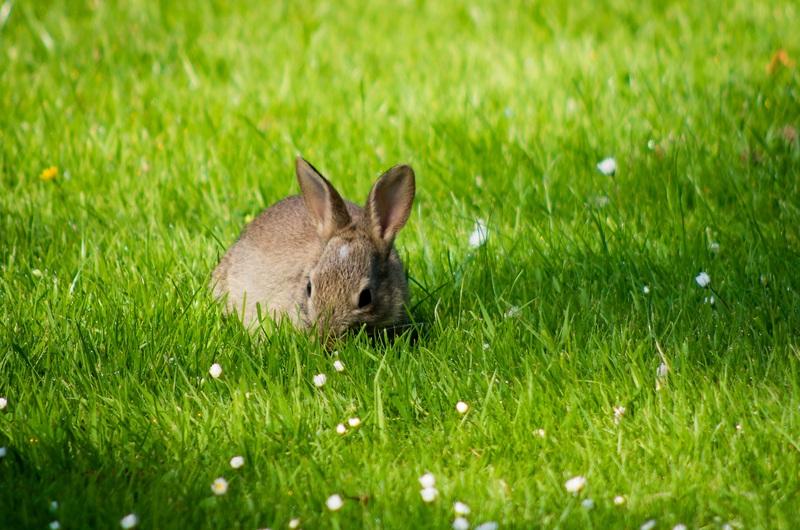 Rabbits - what is eating my hostas