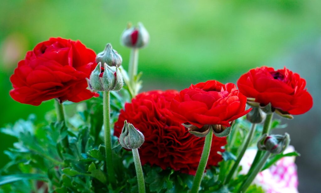 Most Beautiful Red Flowers
