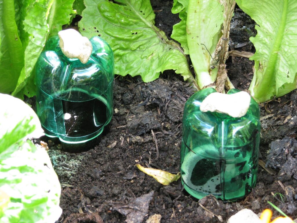Recycled water bottle traps in gardens for slugs