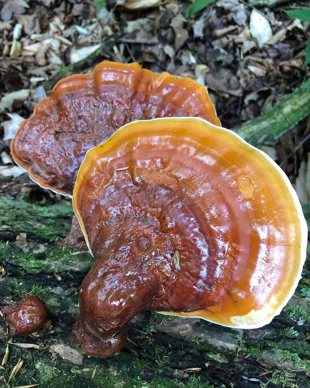 Reishi Mushrooms - types of edible mushrooms