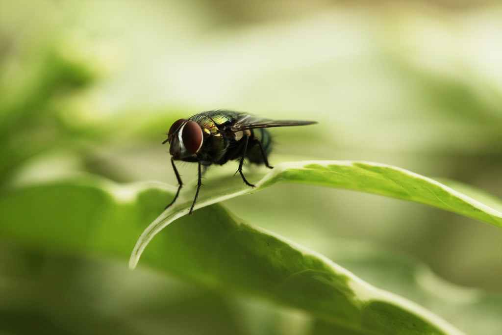 what insects does cinnamon repel