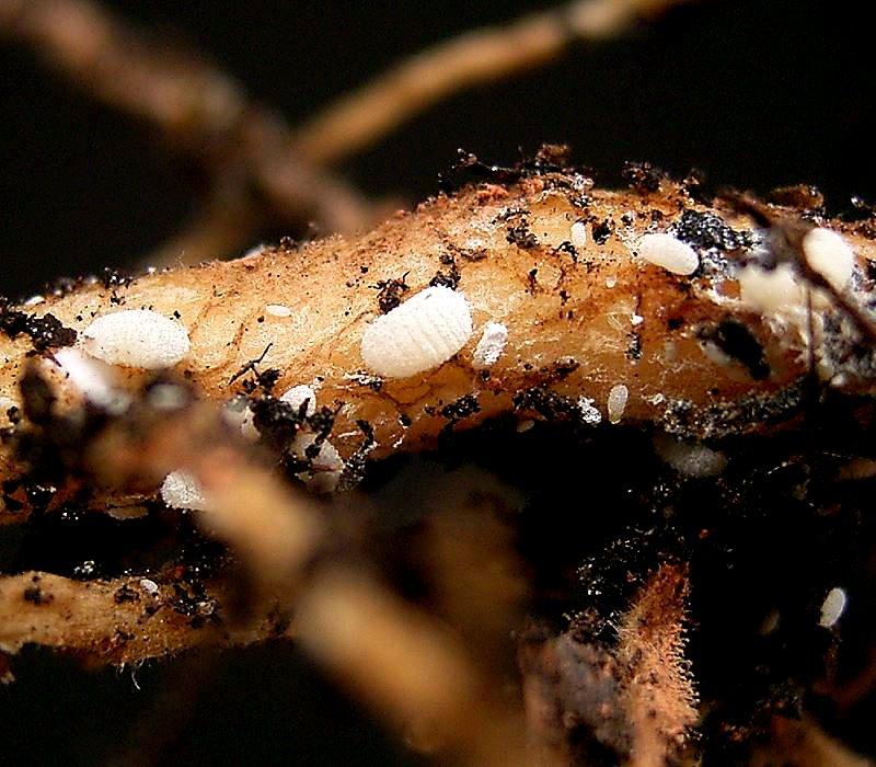 Root Mealybugs 