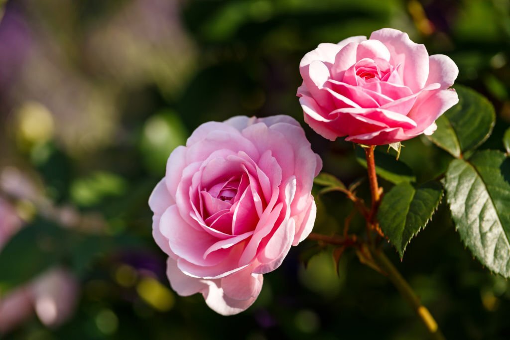 Stunning rose plants