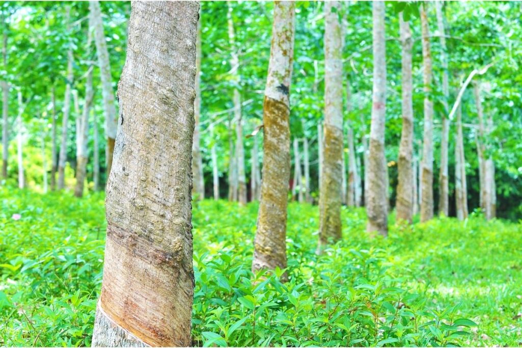 Types Of Tropical Rainforest Trees-rubber tree