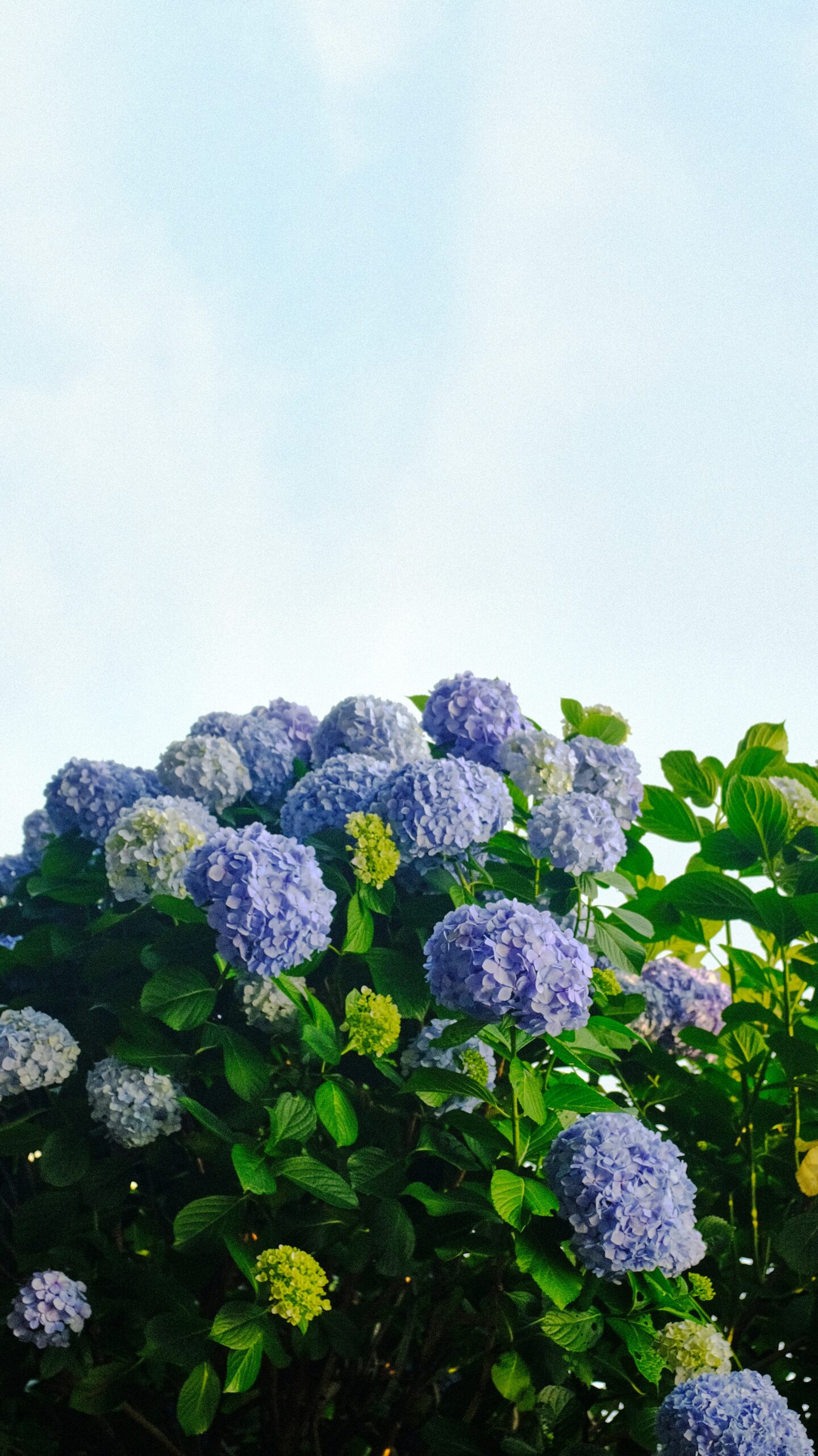 hydrangea how to save from turning brown