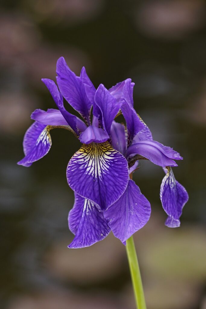 iris plantsiris plants