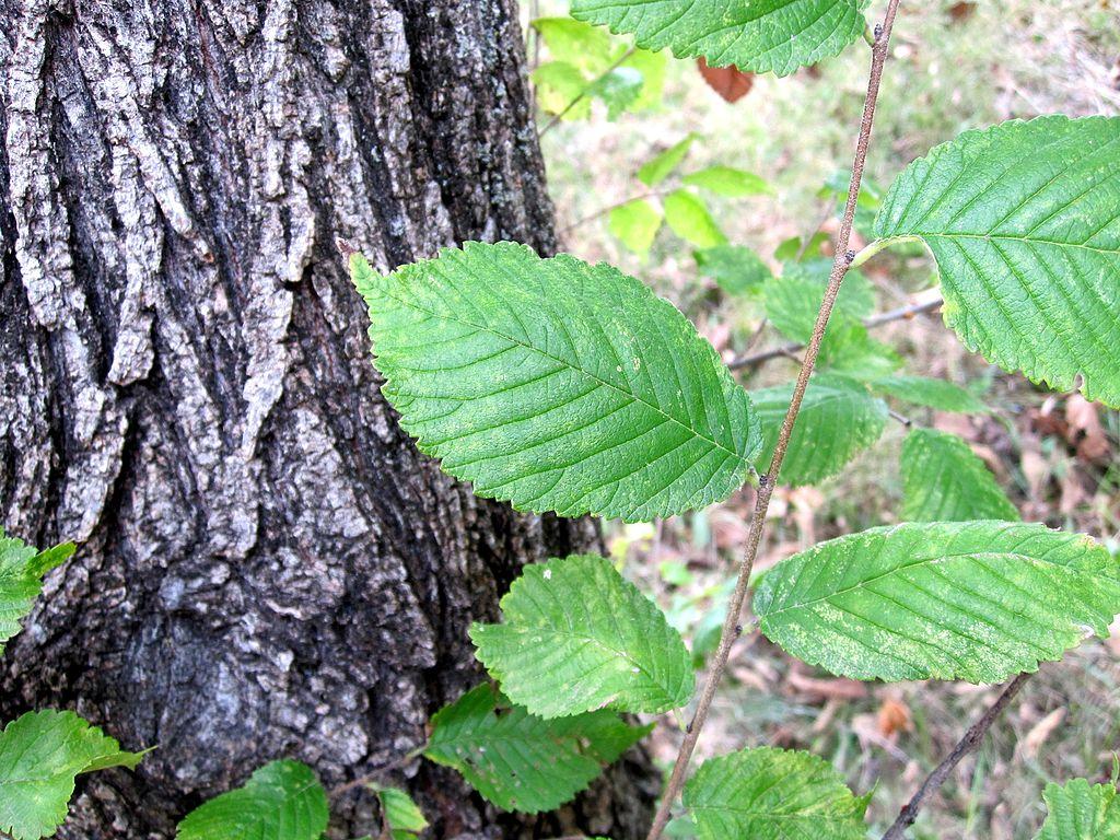 Simple elm leaves -  - types of elm trees