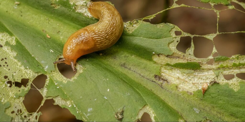 Slug feeding on a plant leaf