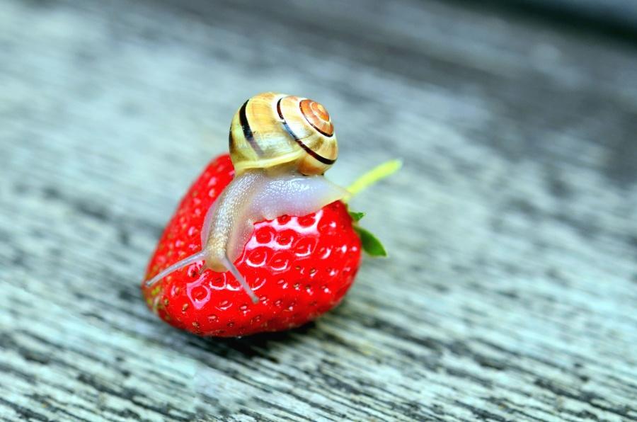 prevent slugs on strawberries