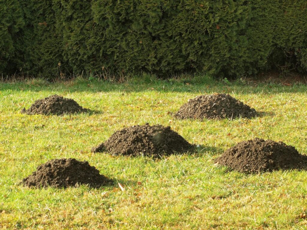 Small dirt mounds in the lawn