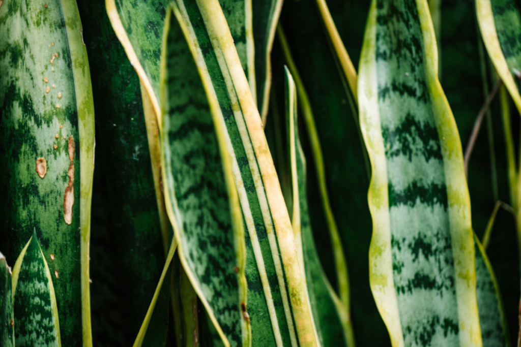snake plant leaves curling reasons and solutions