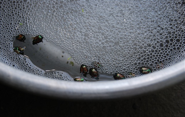 Soap water plus vegetable oil for the treatment of beetles