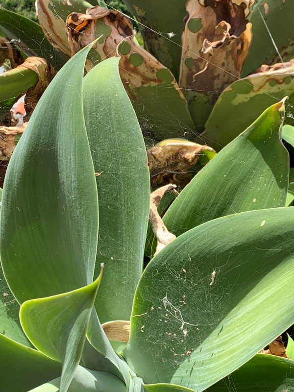 Pests in Succulents and How to Get Rid of Them? - spider mites