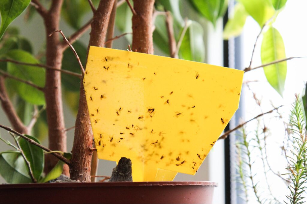 Sticky trap - how to get rid of whiteflies