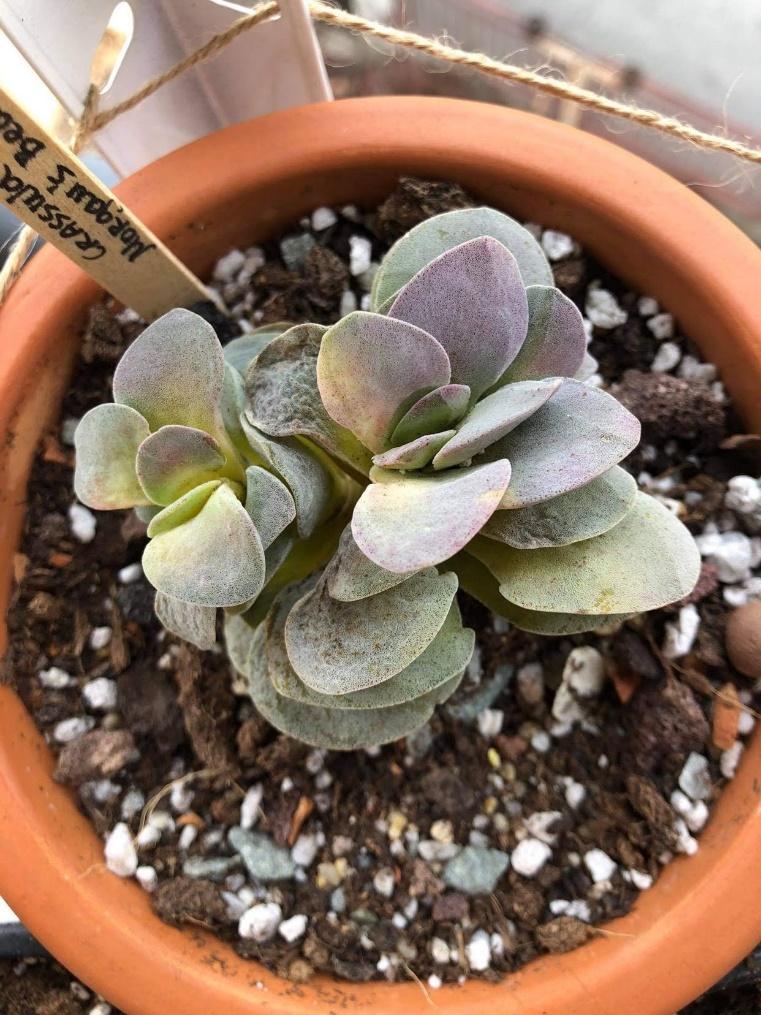 Why are the leaves on my succulent turning brown