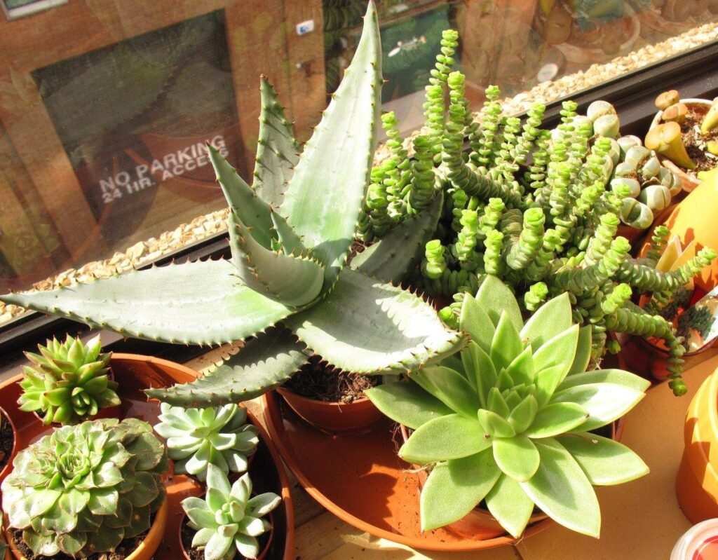 Sun exposure - how to water succulent plants