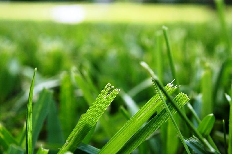 Summer lawn fertilizer schedule