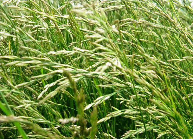 seeds of tall fescue
