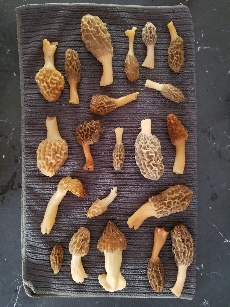 Taste of morel mushrooms