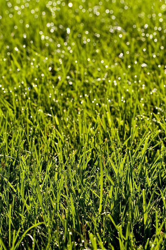 Thick bermuda grass turf - St Augustine Grass Vs Bermuda Grass