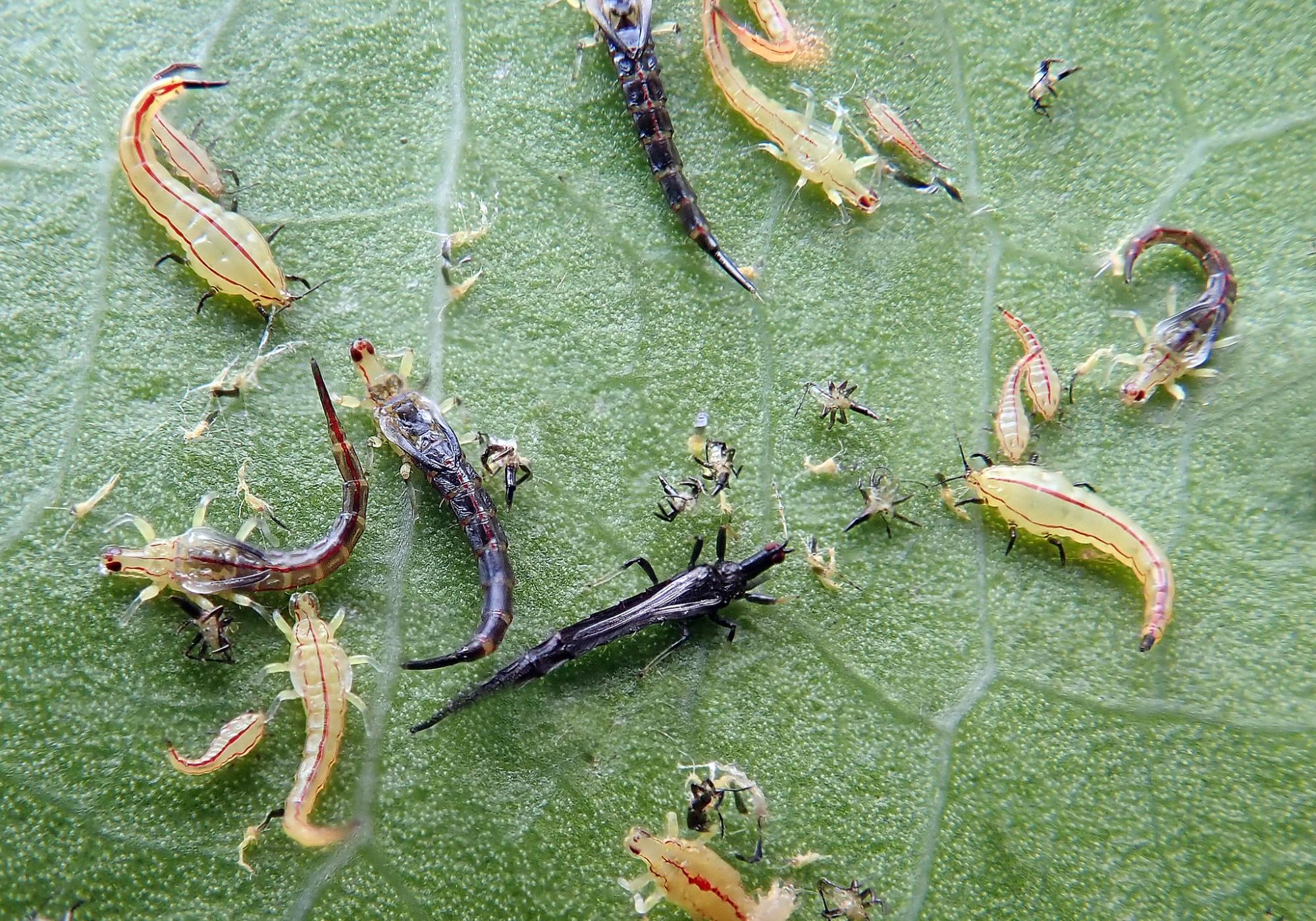Tripsen Thrips On Houseplants: Identification, Prevention, And Treatment