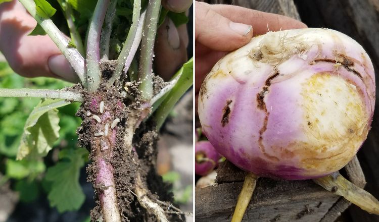 Turnip root maggots