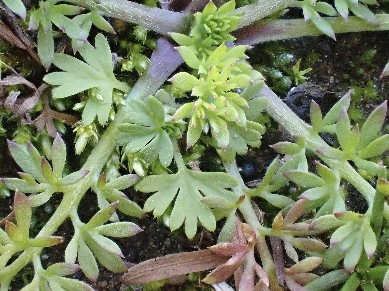 Types of Sticker Weeds Identifying Common Varieties