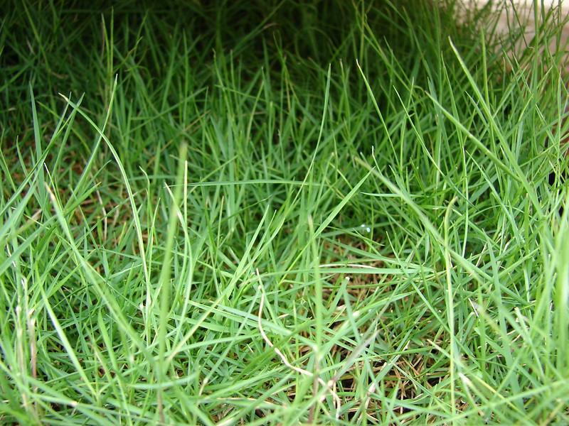When Is It Too Cold to Fertilize Your Lawn?