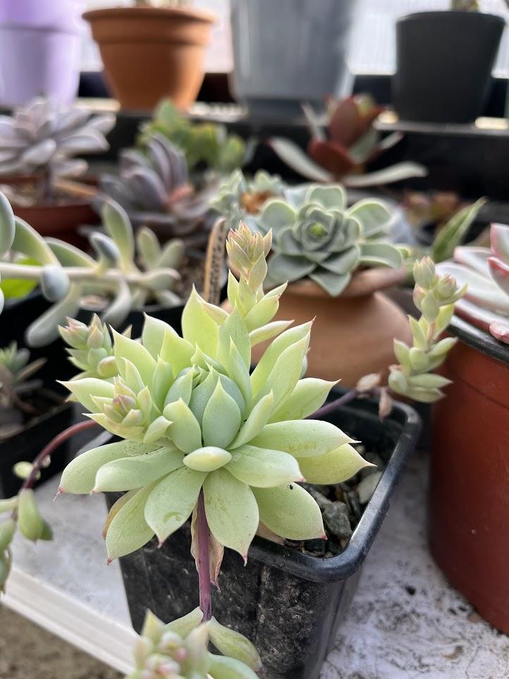 How often to water succulents