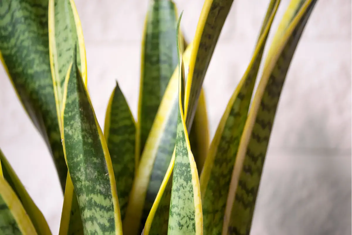 Snake plant brown spots