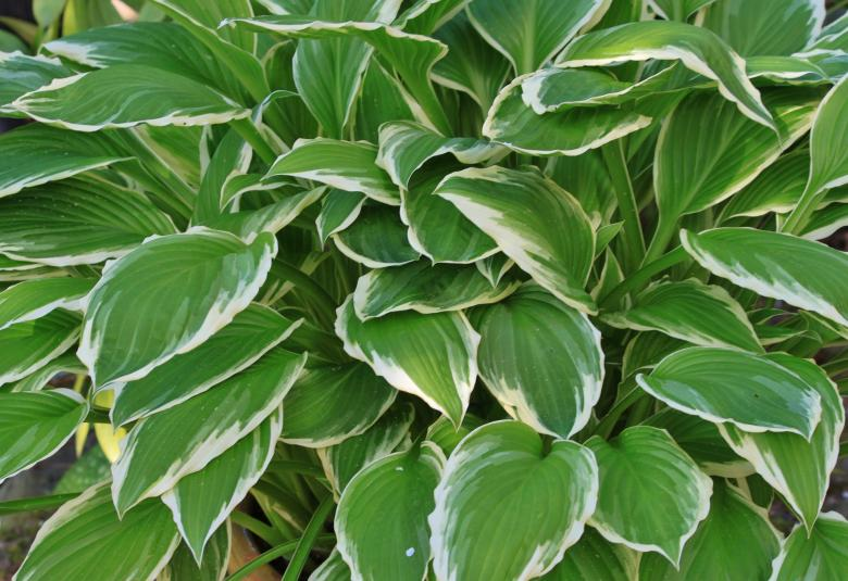 what is eating my hostas