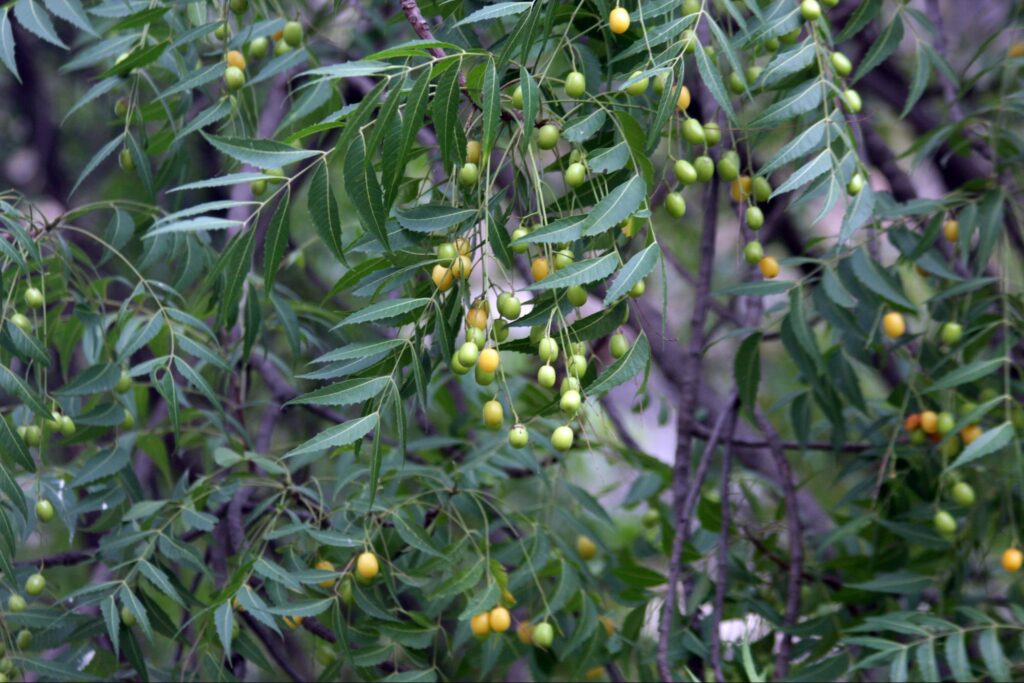 What is neem oil