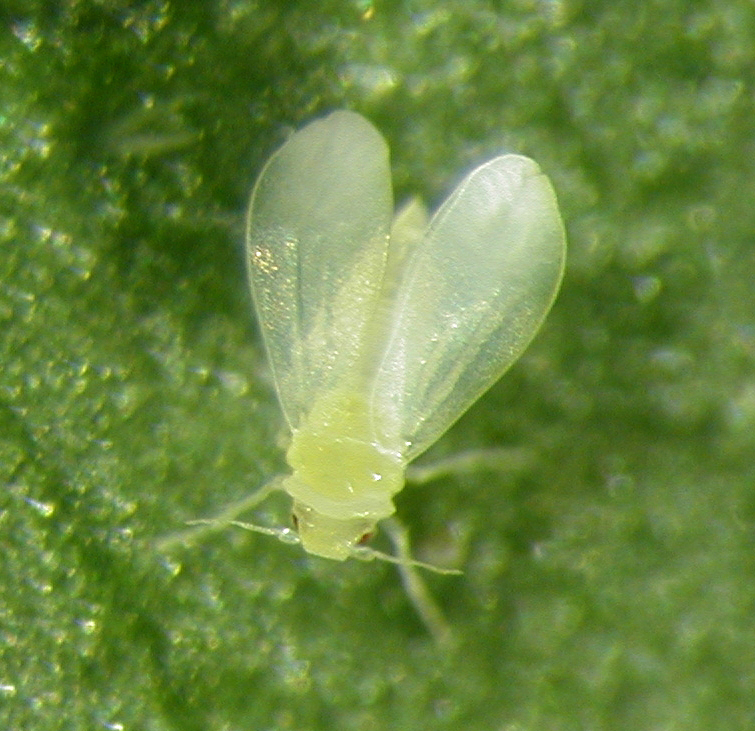 Identification of Whitefly