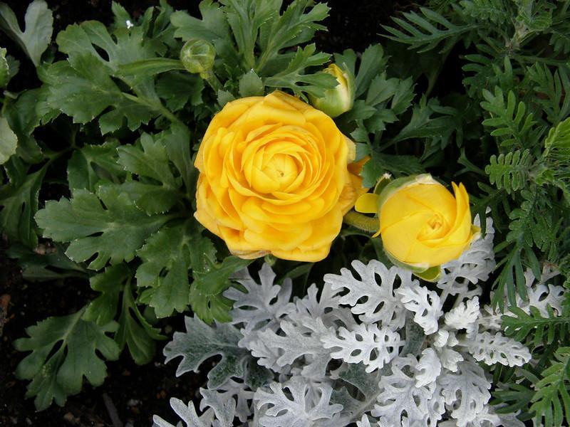 Yellow perennial flowers