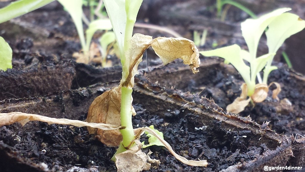 what insects does cinnamon repel