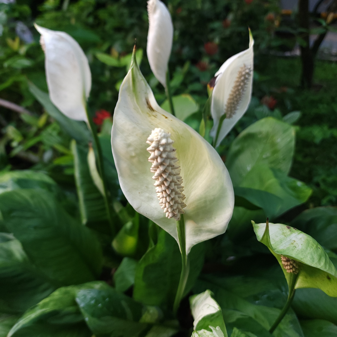 Grow Peace Lily Outdoors - AI Garden Composer