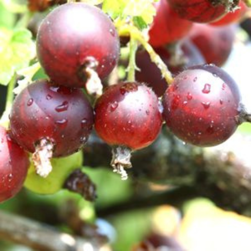 Jostaberry Fruit