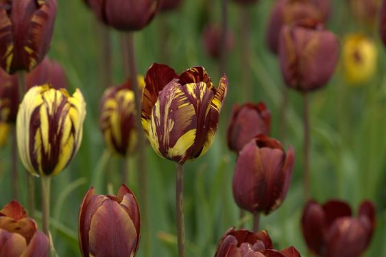 Absalon Tulip