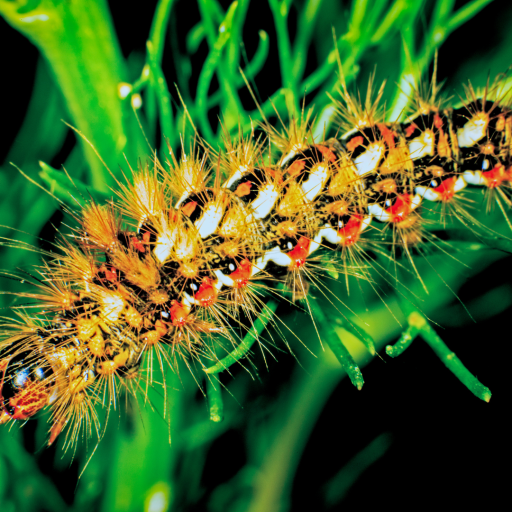 American Dagger Moth Caterpillar