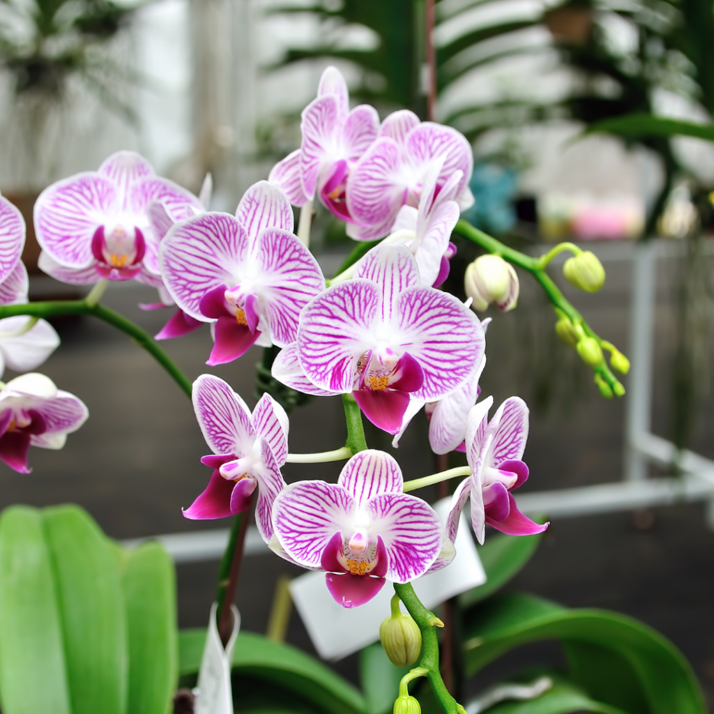 Antler Orchids