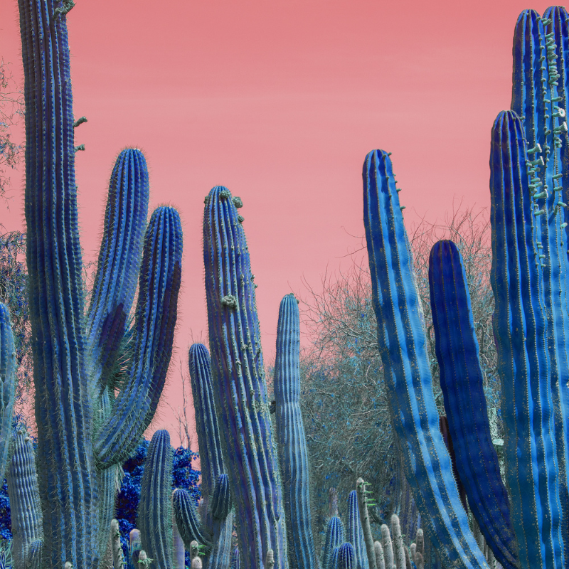 Blue Torch Cactus