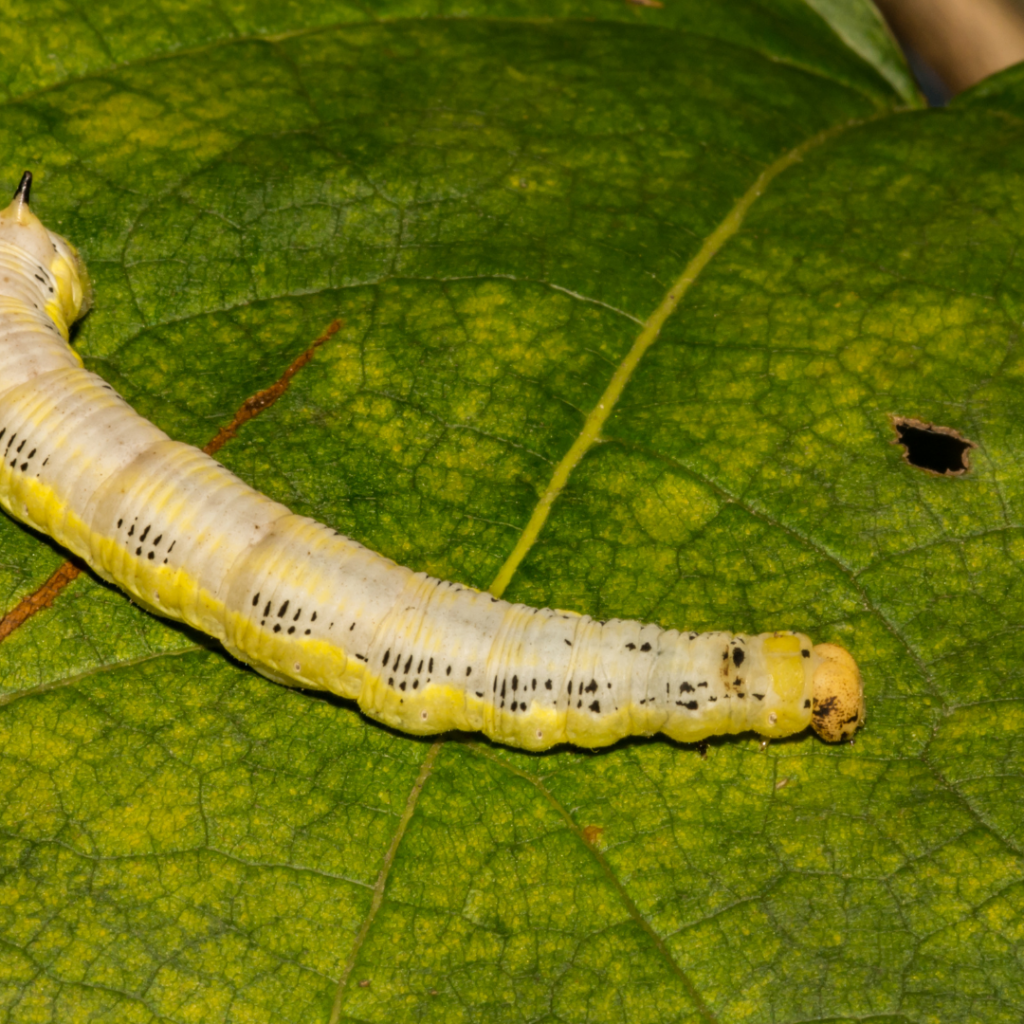 Catalpa Sphinx Moth Caterpillar