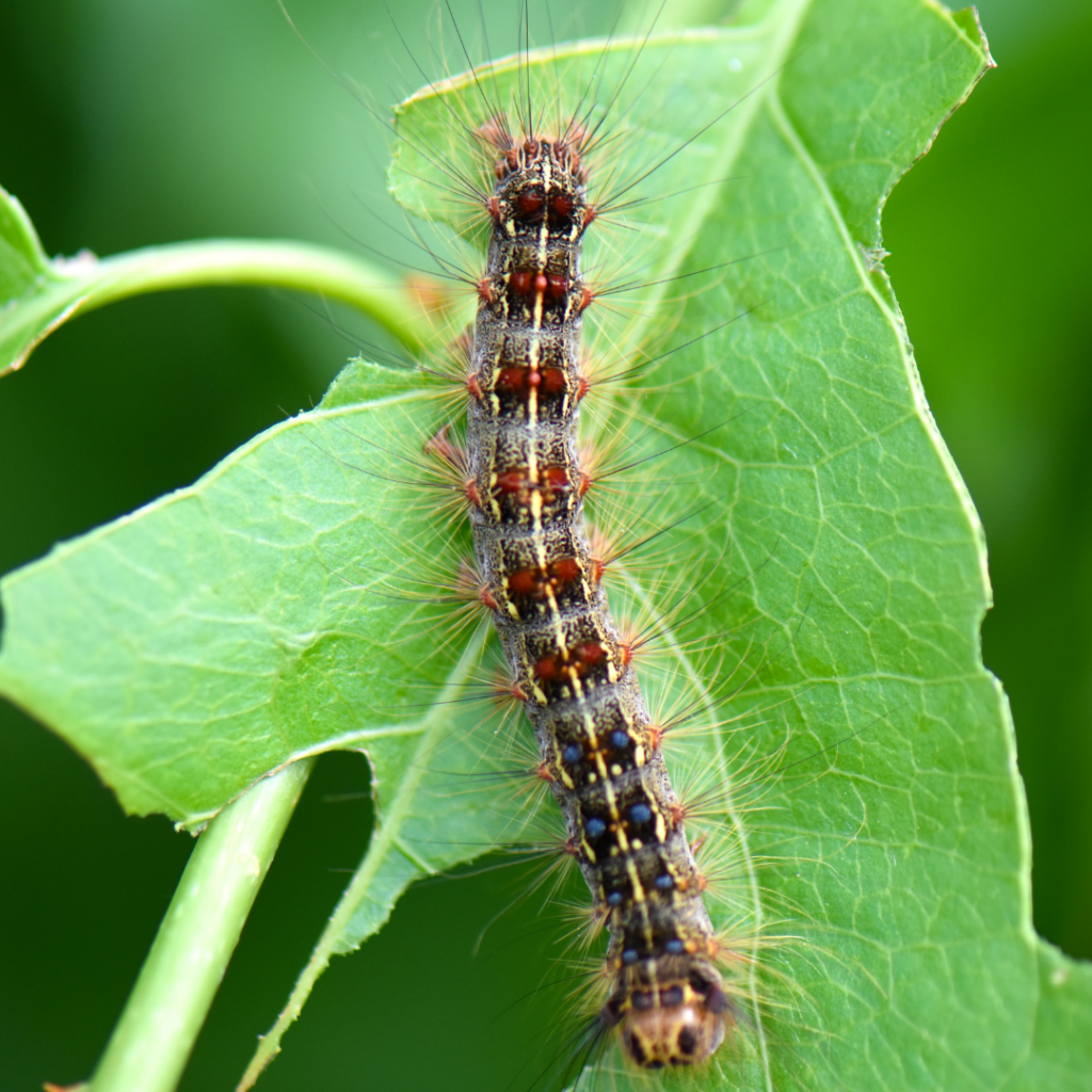 Dalceridae Moth Caterpillar