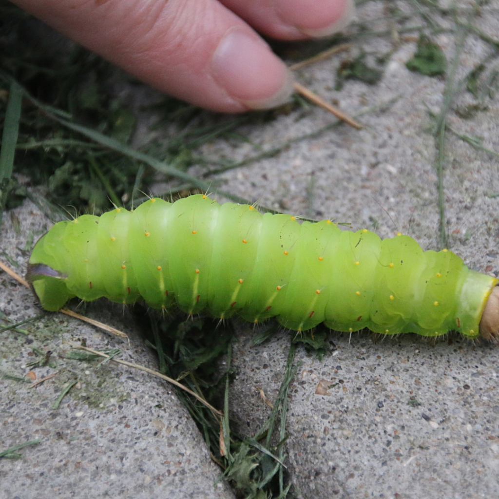 Domestic Silk Moth Caterpillar